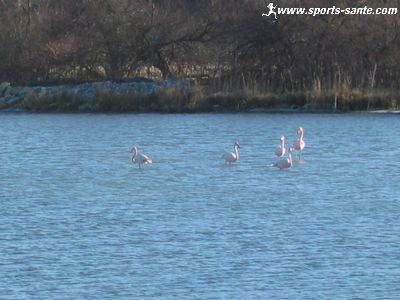 Photo de flamands roses sur les étangs de prevost
